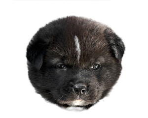 akita inu puppy portrait of a black head on a white background