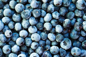 Frozen blueberry fruits background, top view. Blueberries covered by frost. Vaccinium Cyanococcus