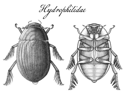 Ink beetle illustration (Hydrophilidae family) 