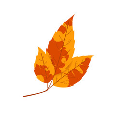 Withered autumn motley leaf. Fallen leaf with variegated texture