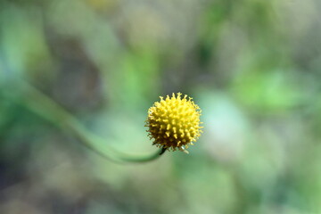 Blüte einer Gummibärchen-Blume