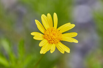 flor amarila