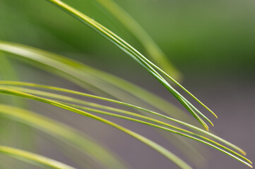 close up of grass