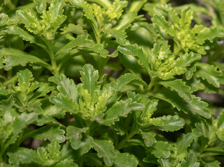 close up of herbs