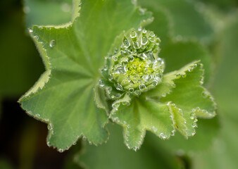 dew on a leaf