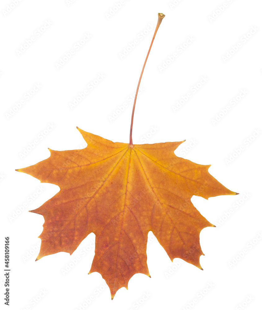 Canvas Prints beautiful autumn maple leaf.