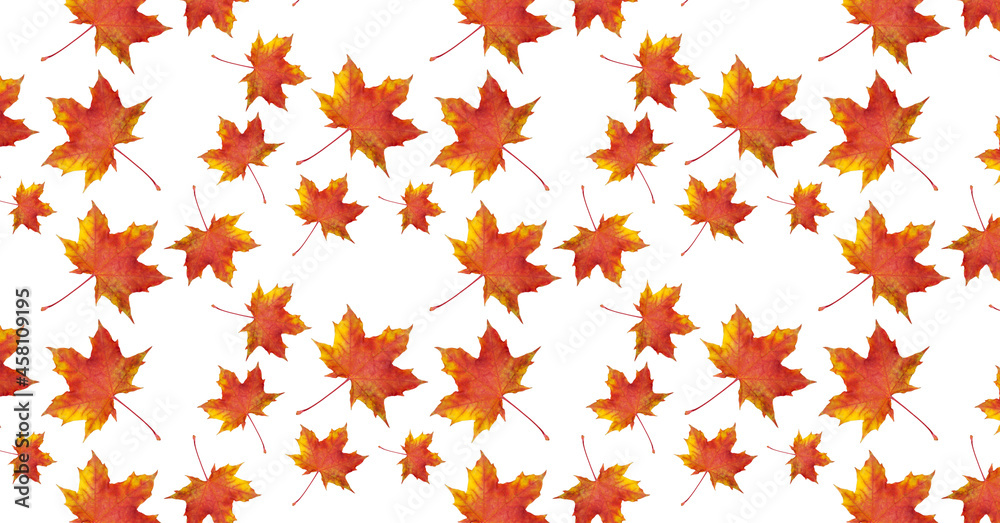 Canvas Prints pattern red maple leaf in autumn on a white background. beautiful autumn background for your design.