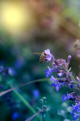  Purple flowers and bee collecting nectar and pollinating the lilac bush.