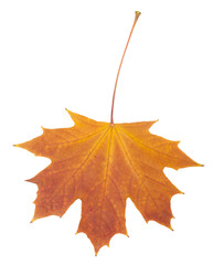 Beautiful autumn maple leaf.