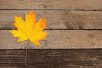 Naklejka na ściany i meble yellow maple leaf on old wooden background. symbol of autumn season. fall time. top view. copy space