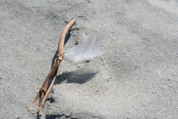 Macro of small feather on the sand
