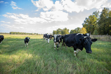 Cows grazing on a sunny meadow in summer.