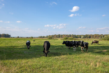 Cows on a green field grazing on a farmer's green grass. beautiful landscape with cows in the summer field.