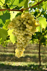 bunch of white grapes in backlight on a vineyard