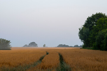 Obraz premium poranek na polu zborza