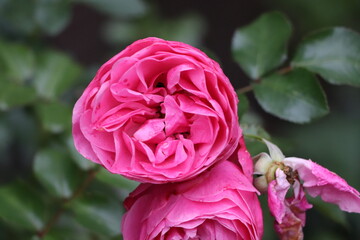 Rosa Rose mit grünem Hintergrund