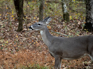 Whitetail deer - doe