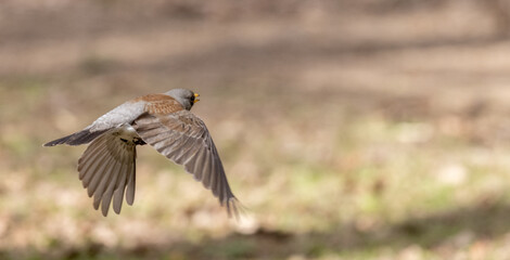 fieldfare in flight on brown