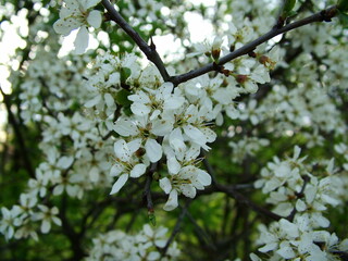 tree flowers