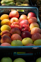 Red and green apples inside a blue plastic box. Food photography.