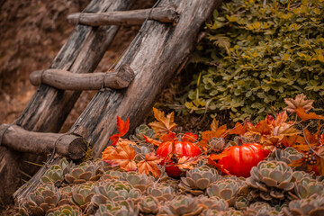 halloween pumkin and decoration