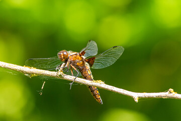 Libelle sitzend auf einem Ast