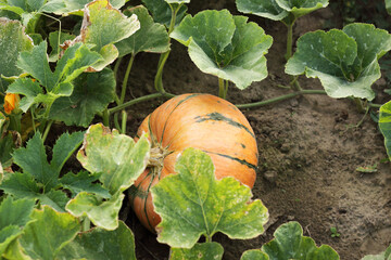 Pumpkin vegetable plant harvesting in the garden field, macro, closeup, regenerative agriculture,...