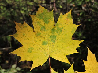 autumn maple leaf