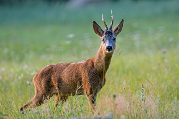 Sarna europejska - kozioł  © Wojciech