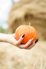 Orange pumpkin on a female palm