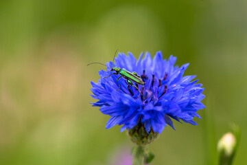grüner metallisch glänzender Prachtkäfer auf blauer Kornblume