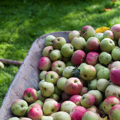 trolley loaded with ripe apples