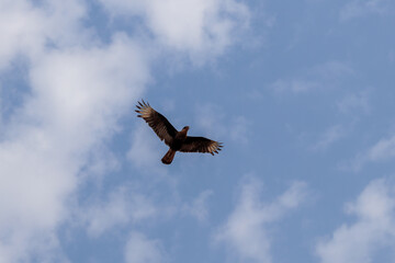 Águia, aves, pássaros 