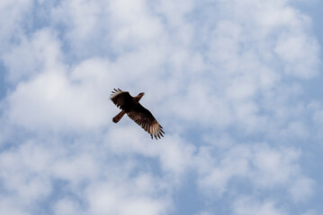 Águia, aves, pássaros 