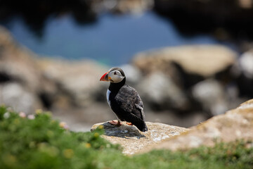 puffin standing on a rock cliff . fratercula arctica