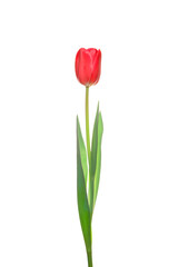 Single red tulip flower isolated on white background.