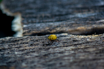 yellow ladybug crawling on a piece of wood. High quality photo
