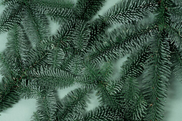 Pattern of beautiful young branches from a Christmas tree. Christmas background.