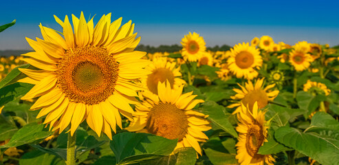 Obraz premium Fleurs de tournesols dans un champs avec la lumière du soleil. 