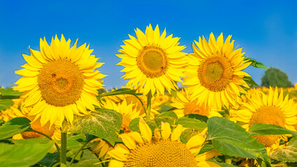 Fleurs de tournesols dans un champs avec la lumière du soleil.	