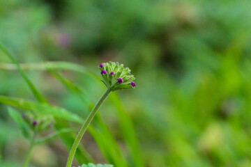 flower in the beautiful garden
