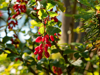 red berries   barbaris on a branch