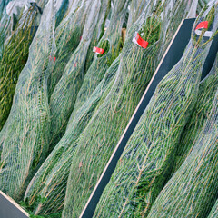 Christmas trees packed for sale in a New Year gift shop