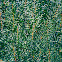 Naklejka na ściany i meble Background of green needles of a Christmas tree in a store grid, texture close up