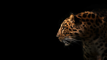 Fernöstlicher Leopard, Profilporträt. Schöner Panther Löwe auf dunklem Hintergrund