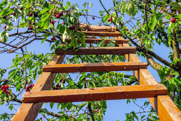 Long wooden ladder of cherries in the garden