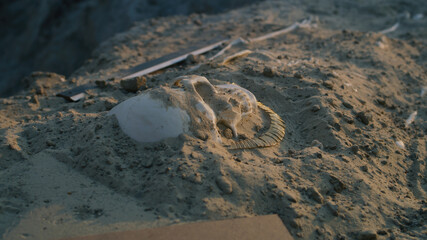 Human skeleton on digging site