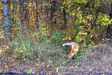 A wild red fox searches for food on the edge of a forest in a national park.