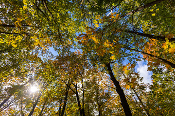 Fototapeta na wymiar Autumn maple forest, the view from the ground to the sky, the sun's rays through the leaves.
