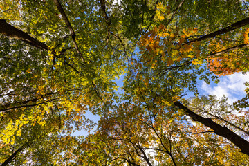 Autumn maple forest, view from the ground to the sky.